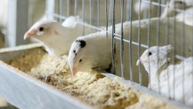 Казанские учёные выводят новый гибрид для промышленного птицеводства